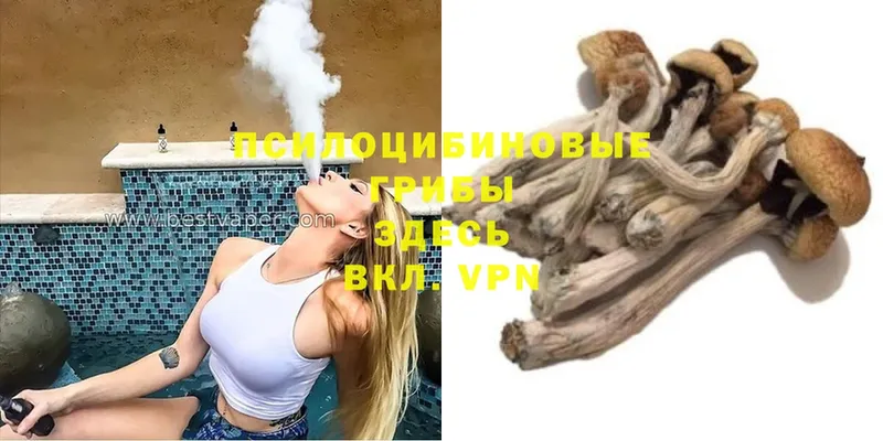 Псилоцибиновые грибы Psilocybe  Киселёвск 